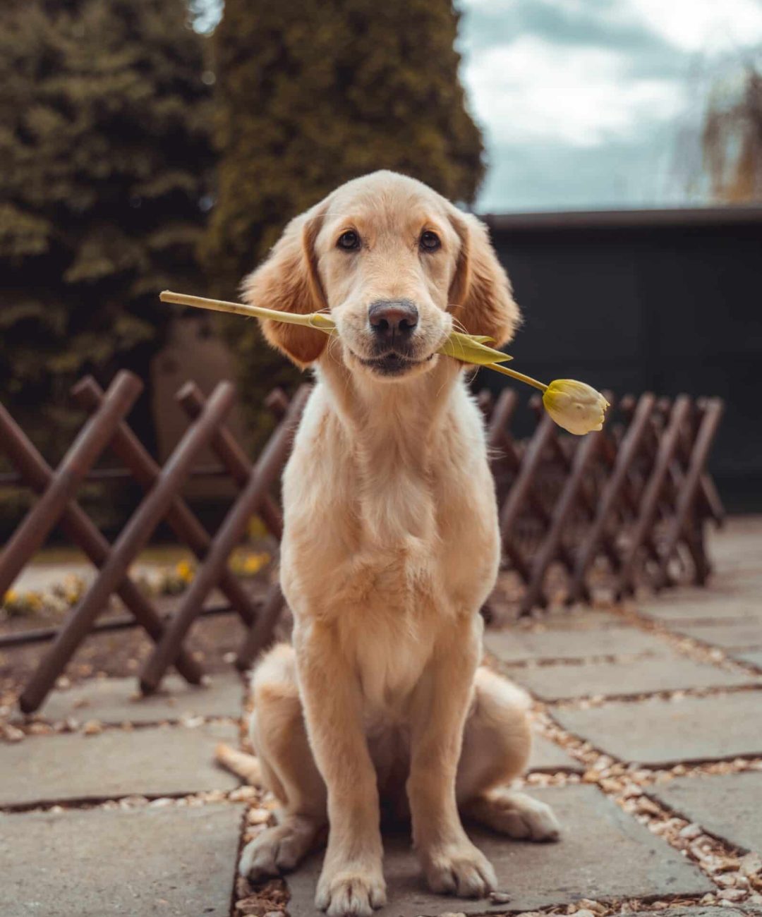Transporte de animais